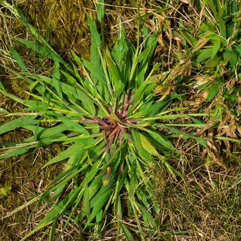 10 Invasive Plants You Should Get Out of Your Garden Now — The Family Handyman Lawn Problems, Killing Weeds, Weeds In Lawn, Lawn Fertilizer, Types Of Grass, Garden Weeds, Plant Hacks, Healthy Lawn, Invasive Plants