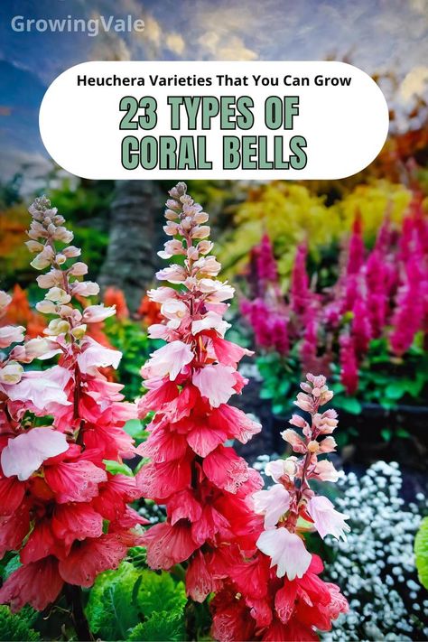 Coral Bells Varieties Types Of Coral, Coral Bells Heuchera, Coral Bells, Colorful Garden, Types Of Flowers, Yard Ideas, Bright Green, Splash Of Color, Green Thumb