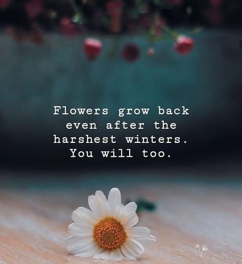 Life Cycle Of A Flower, Short Powerful Quotes, Trendy Nails Ideas, Growing Quotes, Create A Vision Board, Finding Love Quotes, Floral Quotes, Winter Quotes, Inspiration Quote