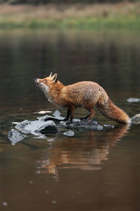 Wild Animals Photography, Fox Pictures, Foxes Photography, Fox Art, Cute Fox, Red Fox, Animal Photo, Nature Animals, Wildlife Photography