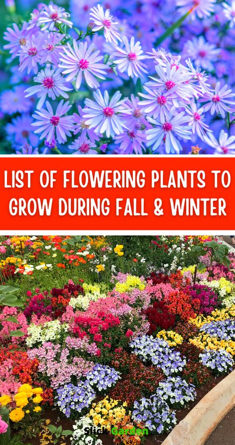 List Of Flowering Plants To Grow During Fall & Winter. You can plant fall-blooming annuals and perennials. If in your area, frost comes early then annual may have a short life. But in the case of perennials, they may produce fewer flowers at first but in future years they will be high producers. Fall And Winter Plants And Flowers, Perennial Flowers To Plant In Fall, Perennials To Plant In The Fall, Plants To Grow In The Fall, Fall Annuals Landscape, Fall Shade Plants, Zone 9 Winter Flowers, Best Outdoor Plants For Winter, Perrenials To Plant In Fall