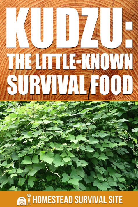 Kudzu: The Little-Known Survival Food Kudzu Recipes, Sustainable Homestead, Food Foraging, Emergency Preparedness Food, Mushroom Benefits, Wild Food Foraging, Foraging Recipes, Homestead Ideas, Edible Wild Plants