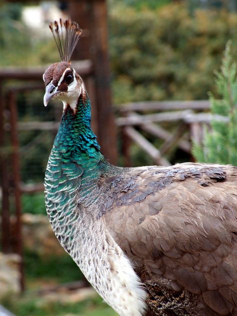 https://flic.kr/p/6gyWPP | Female Peacock | A female peacock, you can tell as it does'nt have a green neck head and part body and also does'nt have the large wings that open up for display.  Bird and Animal Park Cyprus 2009 Peacock Female, Picture Of A Peacock, Female Peacock, Feather With Birds Tattoo, Tattoo Nature, Animals Tattoo, Peacock Pictures, Green Peacock, Peacock Art