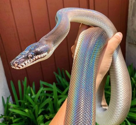 White Lipped Pythons are one of the very few species of snake that are iridescent. You can really see the color on this one -- just look at the rainbow color that radiates from the sun shine. How stunning. See more in the link on this post.  #whitelippedpython #snakes #reptiles #pythons #animals White Lipped Python, Cute Snakes, Snake Photos, Danger Noodle, Danger Noodles, Cool Snakes, Pretty Snakes, White Lips, Cute Reptiles