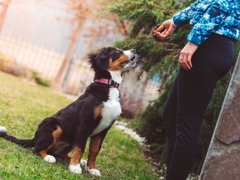 Obedience Training for Dogs: 4 Easy Cues to Master | petMD Puppy Obedience Training, House Training Puppies, Positive Dog Training, Easiest Dogs To Train, Basic Dog Training, House Training Dogs, Dog Training Videos, Dog Training Techniques, Best Dog Training