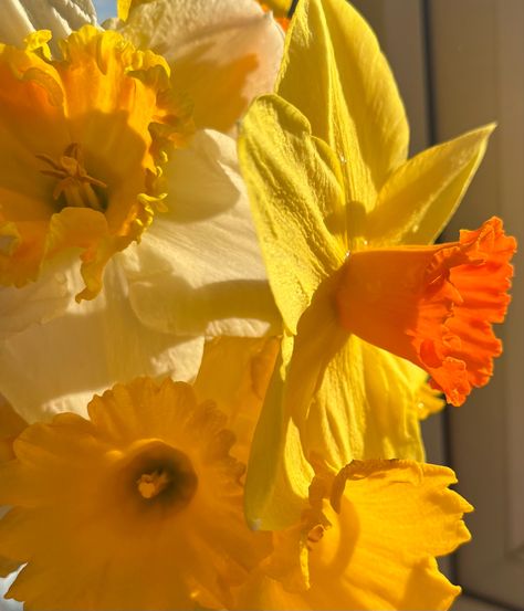 Yellow Cottage Aesthetic, Sunny Flowers Aesthetic, Sunny Cottagecore Aesthetic, Happy Sunny Aesthetic, Welsh Culture Aesthetic, Sunny Yellow Aesthetic, Welsh Flowers, Warm Yellow Aesthetic, Yellow Aesthetic Flowers