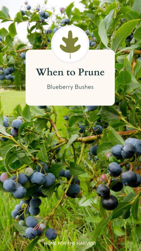 How To Prune Blueberry Bushes, When To Prune Blueberry Bushes, Duke Blueberry Bush, Pruning Blueberries, Blueberry Growing, When To Plant Blueberry Bushes, Where To Plant Blueberry Bushes, Blueberry Bush Care, Pruning Blueberry Bushes