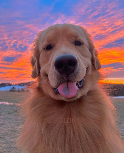 #selfiewednesday is a thing right?! 😉 How cute is this pup?! Via: @goldntito Warm Dog House, Golden Retriever Wallpaper, Dog Wallpaper Iphone, Puppy Checklist, Cute Dog Wallpaper, Dog Toys Indestructable, A Golden Retriever, Very Cute Dogs, Really Cute Dogs