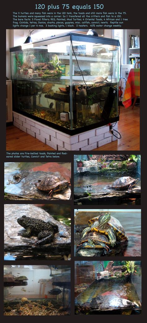 Fish And Turtle Tank Ideas, Turtle Tank Setup Ideas, Tartaruga Habitat, Turtle Tank Ideas, Tank Setup Ideas, Aquatic Turtle Tank, Turtle Cage, Turtle Tank Setup, Turtle Enclosure