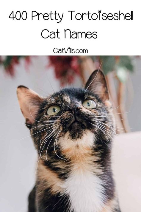 Diluted Tortoiseshell Cat, Tortoise Shell Cats, Tortishell Cat Aesthetic, Brown Cat Names, Grey Tortoiseshell Cat, Torti Cat, Tortoiseshell Cat Names, Badass Cat Names, Kitten Names Girl