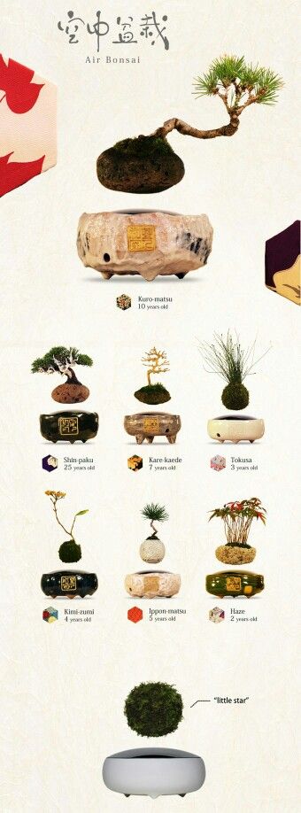 Bonsai Kit, Bonsai Mame, Bonsai Diy, Useless Things, Mame Bonsai, Mini Bonsai, Indoor Bonsai, Floating Plants, Bonsai Trees