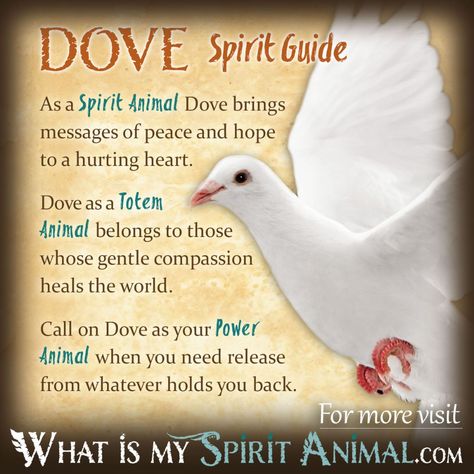 Dove Symbolism, Animal Totem Spirit Guides, Symbolism Meaning, Spirit Animal Meaning, Animal Meanings, Spirit Animal Totem, Animal Spirit Guide, Spiritual Animal, Animal Spirit Guides