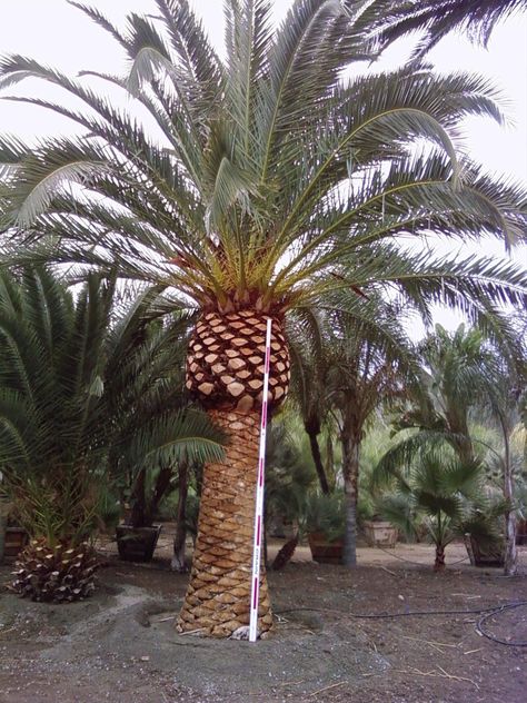 Gregory Palm Farms: WANTED: Canary Island Palm Trees - CASH Paid in 24 Hours Island Palm Trees, Date Palms, Canary Island Date Palm, Florida Trees, Trees Landscaping, Florida Palm Trees, Palm Tree Pictures, Palm Trees Landscaping, Date Palm