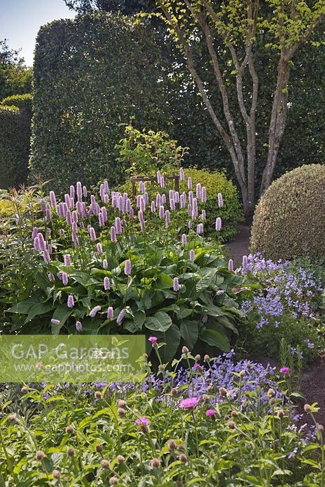 Persicaria bistorta 'Superba' with Viola cornuta 'Belmont Blue' and topiary box - June, Herterton House, Hartington, Northumberland, UK Persicaria Bistorta, Plant Photography, Back Garden, Garden Inspiration, Garden Plants, Stock Photos, Plants, Photography