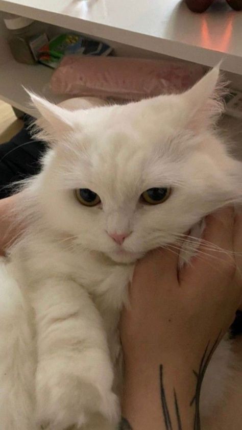 Chat Kawaii, Silly Cats Pictures, White Cats, Ragdoll Cat, Cat Aesthetic, Cute Animal Photos, Cute Cats And Dogs, Silly Cats