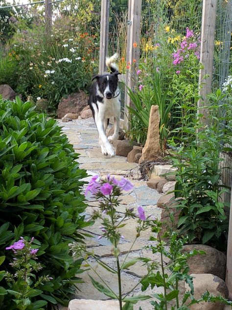 Dog In Backyard, Backyard Design For Dogs, Dogscaping Backyards, Dogs In Garden, Dog Paths In Backyard, Dog Friendly Garden Ideas, Dog Sensory Garden, Garden For Dogs, Dog Friendly Backyard Landscaping