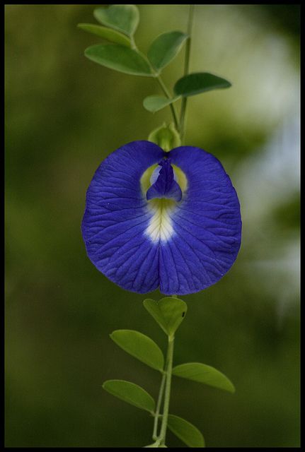 Clitoria ternatea - Butterfly Pea (non-native scrambler) | Flickr - Photo Sharing! Clitoria Ternatea Flower, Wallpapers Butterfly, Pea Flower Tea, Cactus House, Cactus House Plants, Butterfly Pea Flower Tea, Attractive Wallpapers, Butterfly Pea Flower, Flowers Butterfly