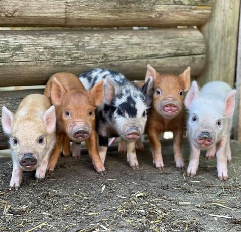 Teacup Pigs Full Grown, Pig Pens, Micro Piglets, Potbelly Pigs, Mini Piglets, Tiny Pigs, Scene Setting, Miniature Pigs