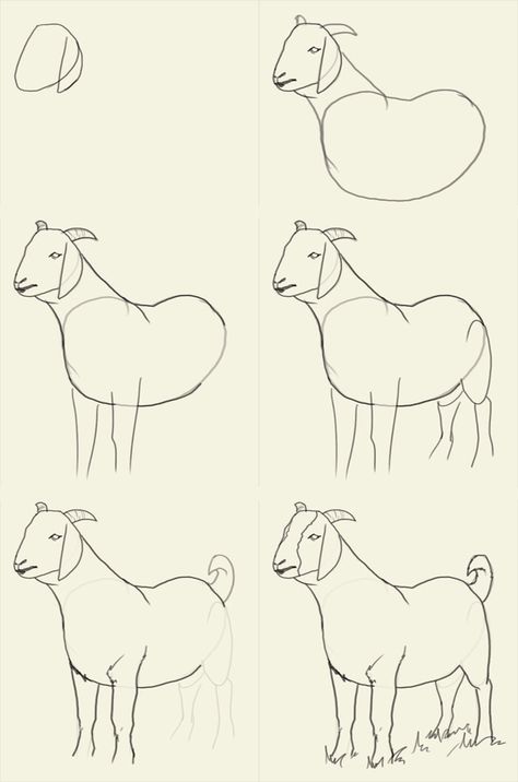 Goat drawing tutorial Goat Drawing, Goat Paintings, Snow White Art, How To Draw Animals, Sheep Drawing, Drawing Kids, Goat Art, Sheep Art, Draw Animals