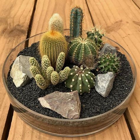 Cactus Ideas, Mini Cactus Garden, Kaktus Dan Sukulen, Cactus Arrangement, Cactus House Plants, Cactus Terrarium, Ideas For Garden, Succulent Garden Indoor, Succulent Garden Design