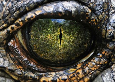 The crocodile has a layer of reflective, mirrored crystals behind its retinas. During the day, a pigment in these crystals acts like a pair of sunglasses. But at night, the pigment cells retract, allowing the crystals to reflect light back onto the retina, amplifying the strength of the image. This allows the crocodile to essentially see in the dark. Crocodile Eyes, Reptile Eye, Lizard Eye, Nile Crocodile, Eye Close Up, Eyes Wallpaper, Dangerous Animals, Close Up Photo, Dragon Eye