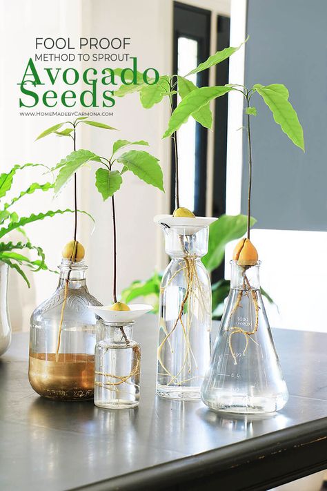 Avocado Plant From Seed, Avocado Seed Growing, Seed Growing, Avocado Plant, Grow Avocado, Avocado Seed, Avocado Tree, Seed Of Life, Growing Tips