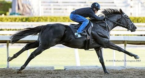 Race Horses Thoroughbred, Thoroughbred Horse Racing, Race Horse, Black Horses, Horse Race, Race Horses, Thoroughbred Horse, Clydesdale, Winter Sport