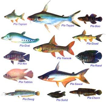 TeakDoor.com - The Thailand Forum Thai Fresh Water Fish Fish Moodboard, Pomfret Fish, Moodboard Images, River Fish, Fish Model, Aquarium Ideas, River Life, Thai Cooking, River Fishing