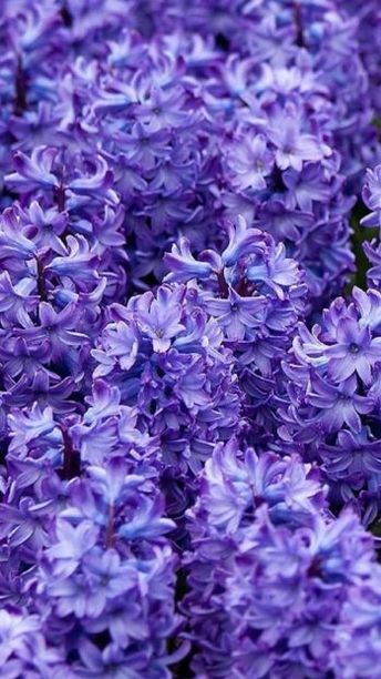 Iphone Wallpaper Purple Flower, Wallpapers Flowers, Purple Flower Background, Frühling Wallpaper, Iphone Wallpaper Violet, Purple Hyacinth, Dark Purple Flowers, Purple Flowers Wallpaper, True Summer