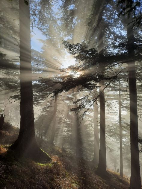 #forest #sunlight #fog Light Forest Aesthetic, Fog Core, Sunlight In Forest, Forest With Sunlight, Sunlight Forest, Temperate Forest, Might Guy, Fog Forest, Debut Ideas