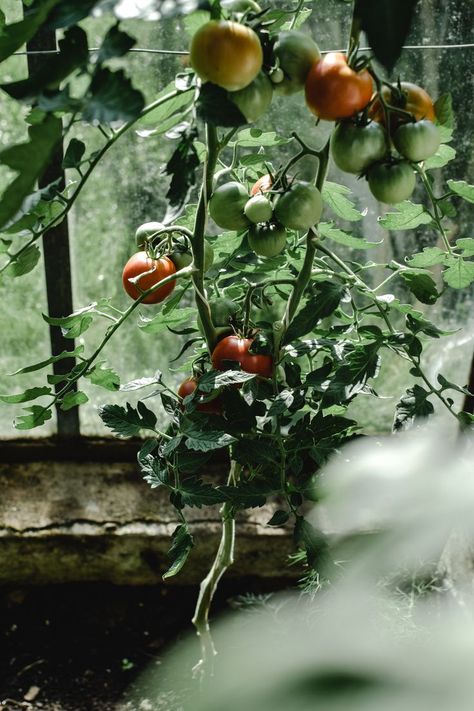 Backyard Garden Aesthetic, Basil Aesthetic, A Garden Aesthetic, Tomato Vine, Planting For Kids, Varieties Of Tomatoes, Growing Tomatoes In Containers, Natural Pesticides, Tomato Bruschetta