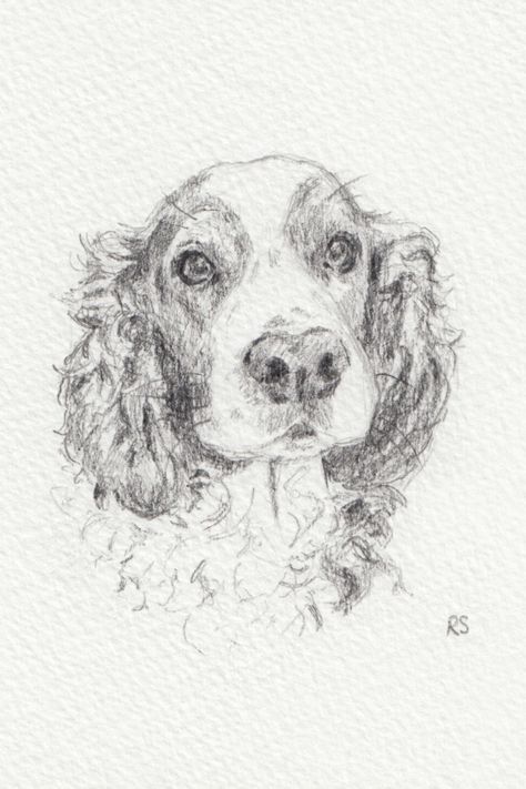 Spaniel Drawing, Springer Spaniel Drawing Easy, Springer Spaniel Drawing, Springer Spaniel Sketch, English Springer Spaniel Drawing, Springer Spaniel Art, Springer Spaniel Line Drawing, Springer Spaniel Illustration, Spaniel Watercolour