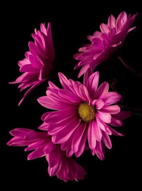 Rose Flower Wallpaper, Allah Wallpaper, Beautiful Flowers Wallpapers, Flower Photography, Daisy Flowers, Flower Phone Wallpaper, Flower Photos, Flower Pictures, Tropical Flowers