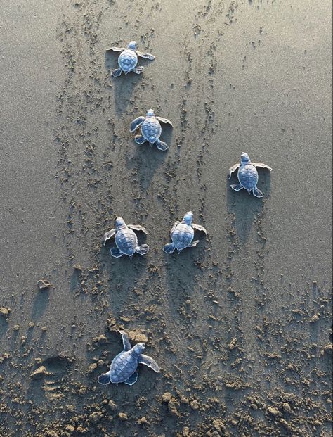 Costa Rica Turtle Conservation, Costa Rica Turtles, Costa Rica Sea Turtles, Costa Rica Animals, Turtle Conservation, Sea Witch, Sea Turtles, 2025 Vision, Insta Inspo