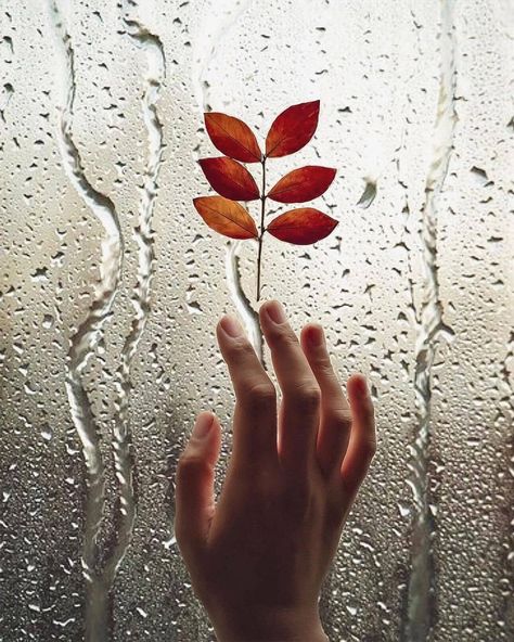 All Kinds of Magic в Instagram: «presents: @sabaakhosravani . ꕤ Please congratulate our featured artist and visit their gallery for more magical photos. . ꕤ Tag…» Rainy Mood, Rain Fall, Fall Images, Photographers Gallery, Leaf Images, Love Rain, Lord Shiva Painting, Autumn Leaf, Autumn Inspiration