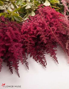 Burgundy: Astilbe Burgundy Astilbe, Red Astilbe, Flowers Moodboard, Carlowrie Castle, Astilbe Flower, Astilbe Bouquet, Burgundy Garden, Fairy Tail Wedding, Burgundy And Blush Wedding