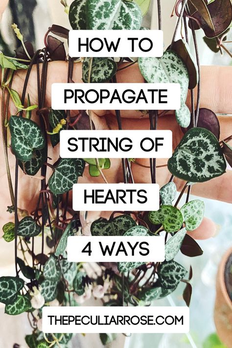 String Of Hearts Care Tips, Propagation Ideas, Chain Of Hearts Plant, Propagation Methods, String Of Hearts Plant, Heart Plant, Chain Of Hearts, String Of Hearts, Plant Care Tips