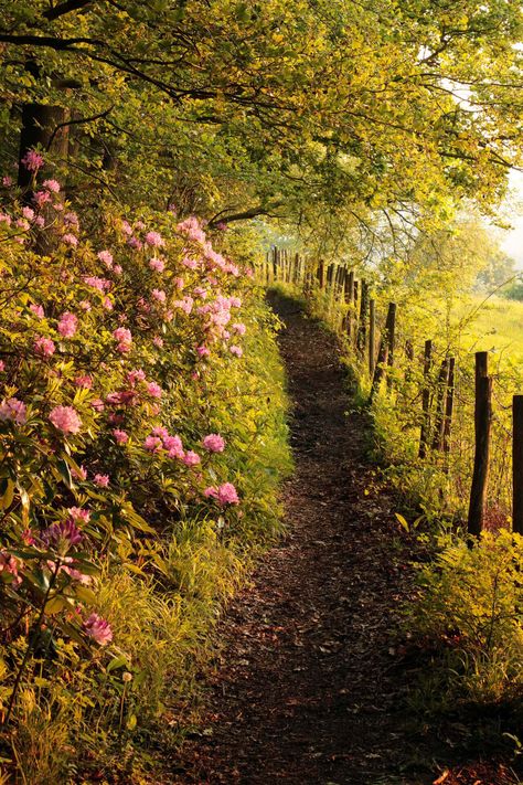 European Country Landscape, English Countryside Landscape, Late Spring Aesthetic, European Forest, Rural Garden, Garden Wildlife, Spring Scenery, English Landscape, Wild Garden