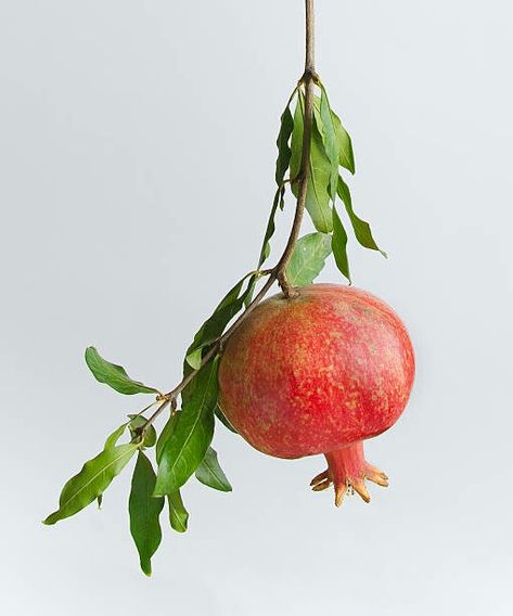 Plants Reference Photos, Pomegranate Reference, Pomegranates Aesthetic, Plant Reference Photos, Fruit Reference Photo, Fruit On Branch, Pomegranate Photo, Pomegranate Photography, Pomegranate Still Life