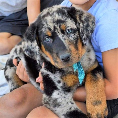 Beauceron Dog Harlequin, Beauceron Harlequin, Harlequin Beauceron, Beauceron Puppy, French Shepherd, Beauceron Dog, Isabella Grace, Puppy Things, Herding Dogs Breeds