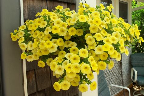 Yellow mini petunia hanging basket Supertunia Hanging Baskets, Petunias Hanging Baskets, Yellow Hanging Flowers, Yellow Petunias, Petunia Hanging Baskets, Petunia Care, Proven Winners Hanging Baskets, Hanging Basket Garden, Winter Container Gardening