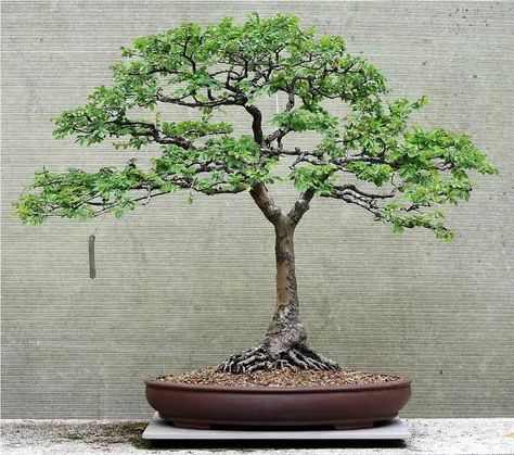 Ficus Bonsai Tree, Chinese Elm Bonsai, Chinese Tree, Elm Bonsai, Bonsai Mini, Bonsai Tree Care, Bonsai Ideas, Bonsai Techniques, Indoor Bonsai Tree