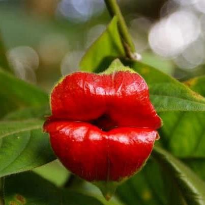 "YES this is a real flower: Hot lips ....Psychotria Elata    Affectionately known as Hooker’s lips, Psychotria elata with it’s colorful red flowers attracts many pollinators including butterflies and hummingbirds. One of the host plants for the golden silkmoth (Xlophane  s adalia). Also known in some circles as Mick Jagger’s lips. Native to Tropical America, this specimen was found at the Butterfly Gardens in Manuel Antonio, Costa Rica." : ) Hot Lips Plant, Unusual Plants, Unusual Flowers, Hot Lips, Rare Flowers, Whatsapp Dp, Flowers Garden, Unique Flowers, A Kiss