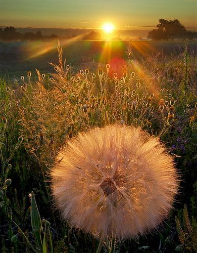 Dandelion Art, A Dandelion, Sun Setting, Image Nature, Outdoor Landscaping, Beautiful Photography, Amazing Nature, Nature Pictures, Nature Beauty