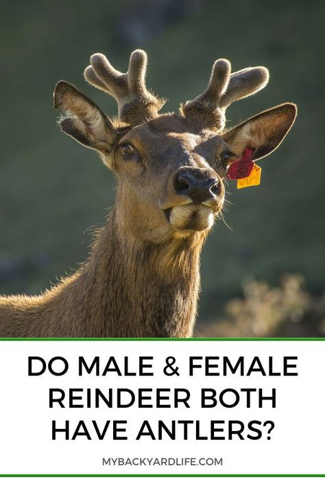 Have you ever wondered if female reindeer (or caribou) have antlers? If so, then how can you tell whether you have spotted a male or female? Find out in this article. #reindeer Female Reindeer, Reindeer Photo, Female Deer, Mammary Gland, Beginning Running, Reindeer Antlers, Third Baby, Beautiful Creatures, Antlers