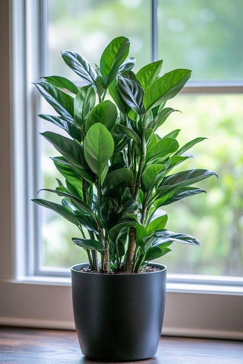 ZZ Plant (Zamioculcas zamiifolia) is a stylish and low-maintenance addition to any home! 🌿🏡 With its glossy, dark green leaves and robust nature, this plant is a delightful blend of beauty and durability. Quick to adapt and bursting with air-purifying benefits, ZZ Plant is perfect for adding a touch of greenery to your indoor space. ! 🌱✨ #ZZPlant #ZamioculcasZamiifolia #IndoorPlants #LowMaintenance #AirPurifying #GreenHome #PlantLover Indoor Plants For Low Light, Plants For Low Light, Plant Vegetables, Zamioculcas Zamiifolia, Plant Parent, Zz Plant, Fruit Flowers, Low Light Plants, Air Purifying