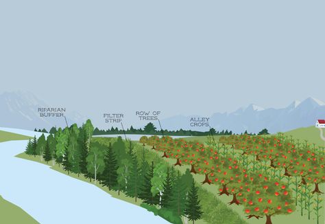 Got Flooding? Agroforestry can help. — Snohomish Conservation District Agroforestry Design, Flood Landscape Design, Slow Architecture, Future Farming Concept, Perma Garden, Integrated Farming, Farming Landscape, Landscape Ecology Diagram, Eco Farm