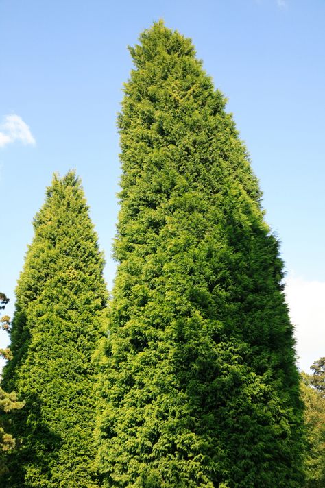 Pruning Leyland Cypress – Tips On How To Trim A Leyland Cypress Tree Leland Cypress Landscaping, Shrubs For Shaded Areas, Leland Cypress Trees, Leland Cypress, Shrubs For Shade, Leyland Cypress Trees, Farm Landscaping, Landscaping Shrubs, Leyland Cypress