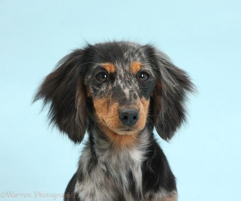 Tri Merle Dachshund, Merle Dachshund, Silver Dapple Dachshund, Dachshund Breed, Clever Dog, Weiner Dogs, Wiener Dogs, Sausage Dogs, Dapple Dachshund