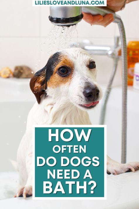 Bathing your dog is an important part of their grooming routine, but it's not always easy to know how often is enough. Here are some tips on bathing your dog that will keep them clean and happy! Dog Scared, Dog Cleaning, Bath Time Fun, Dog Bath, Grooming Routine, Dog Care Tips, Puppy Care, Homemade Dog, Canine Companions